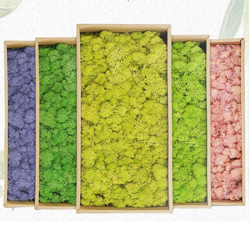 20g Artificial Green Plants Et - Terrarium Moss Art 评论和价格
