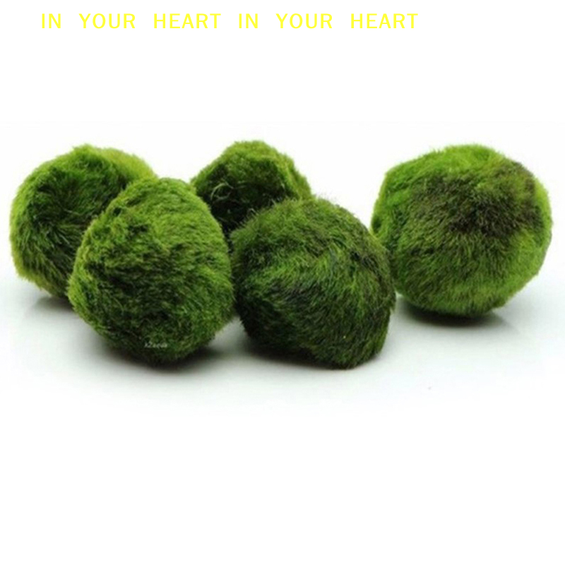 【X】3-4cm Marimo Moss Balls Liv - Terrarium Moss Art 评论和价格