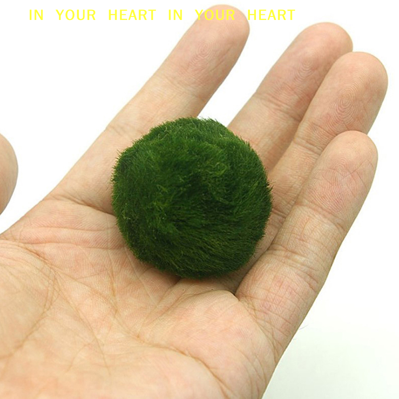 【X】3-4cm Marimo Moss Balls Liv - Terrarium Moss Art 评论和价格