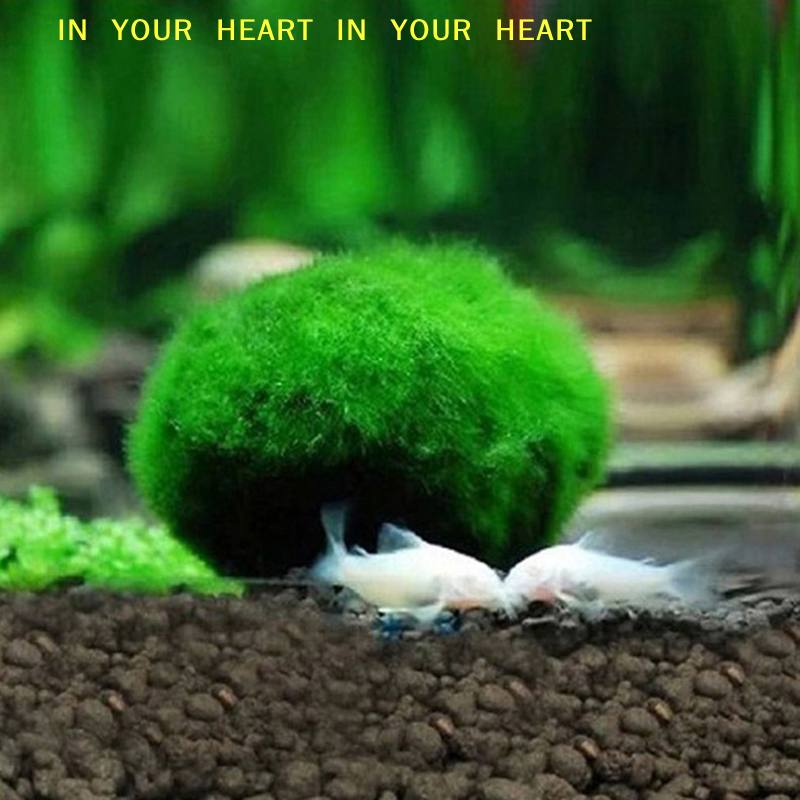 【X】3-4cm Marimo Moss Balls Liv - Terrarium Moss Art 评论和价格