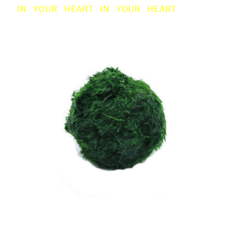 【X】3-4cm Marimo Moss Balls Liv - Terrarium Moss Art 评论和价格